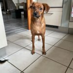 Podenco Mischling Erik, 01/2023, ca. 40 cm, 21382 Brietlingen