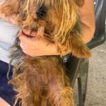 Yorkshire Terrier Ernesto, 01/2017, ca. 35 cm