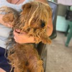 Yorkshire Terrier Ernesto, 01/2017, ca. 35 cm