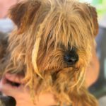 Yorkshire Terrier Ernesto, 01/2017, ca. 35 cm