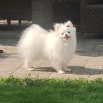 Pomeranian Estrella, 02/2022, ca. 25 cm, 61197 Florstadt
