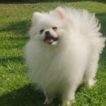 Pomeranian Estrella, 02/2022, ca. 25 cm, 61197 Florstadt