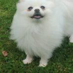 Pomeranian Estrella, 02/2022, ca. 25 cm, 61197 Florstadt