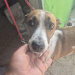 Podenco Mischling Fresa, 08/2023, ca. 50 cm