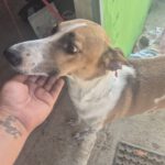 Podenco Mischling Fresa, 08/2023, ca. 50 cm