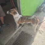 Podenco Mischling Fresa, 08/2023, ca. 50 cm