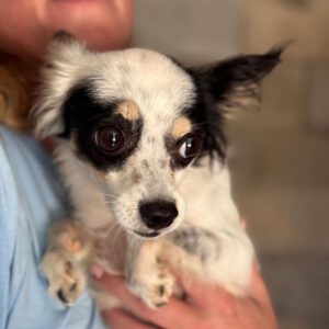 Chihuahua Mischling Gidget, 08/2018, ca. 25 cm