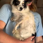 Chihuahua Mischling Gidget, 08/2018, ca. 25 cm
