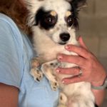 Chihuahua Mischling Gidget, 08/2018, ca. 25 cm