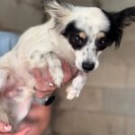 Chihuahua Mischling Gidget, 08/2018, ca. 25 cm