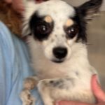 Chihuahua Mischling Gidget, 08/2018, ca. 25 cm
