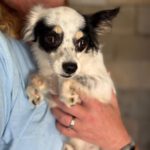 Chihuahua Mischling Gidget, 08/2018, ca. 25 cm