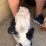 Chihuahua Mischling Gidget, 08/2018, ca. 25 cm