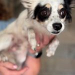 Chihuahua Mischling Gidget, 08/2018, ca. 25 cm