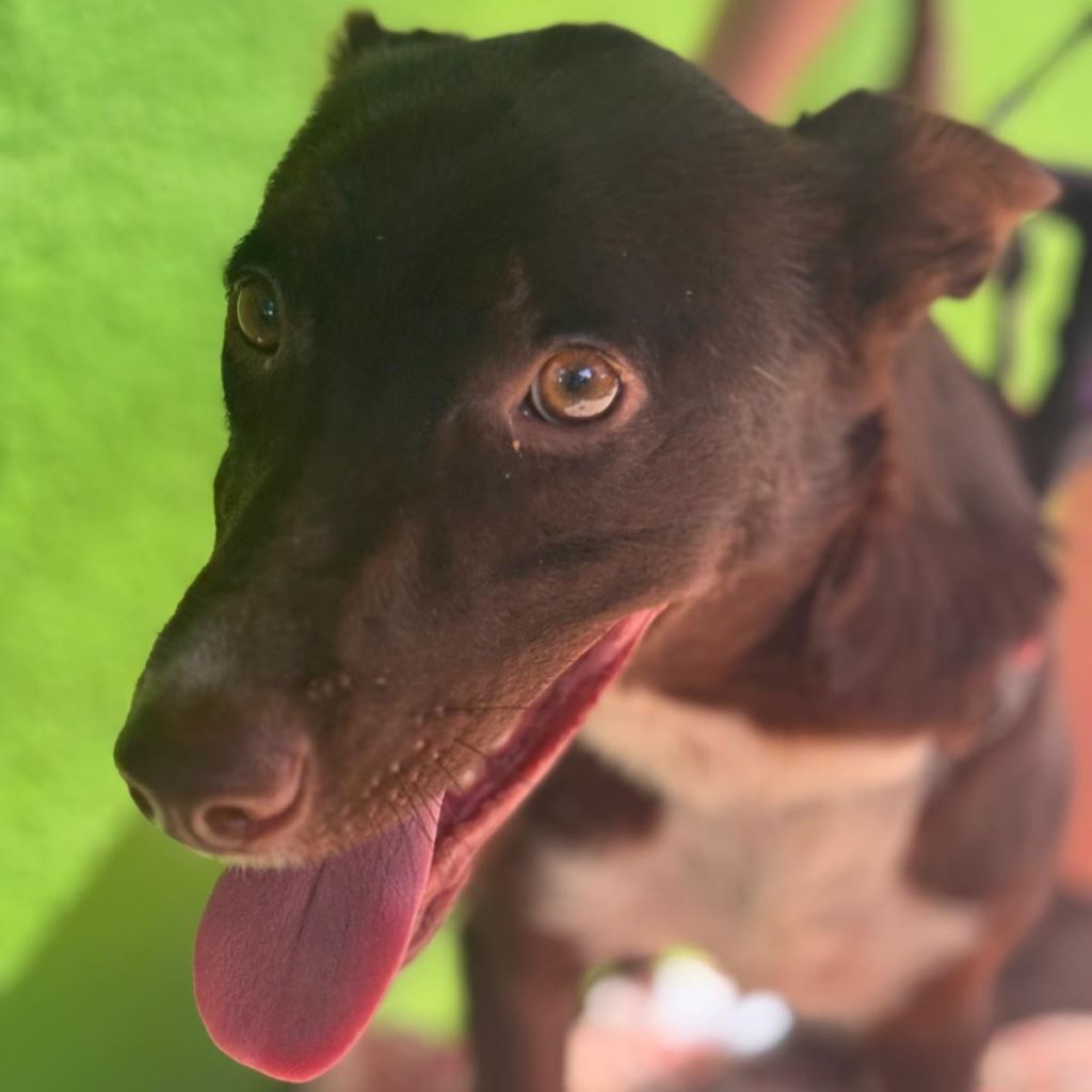 Podenco Mischling Gio, 06/2024, ca. 40 cm