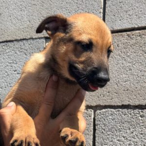 Malinois Mischling Goofy, 05/2025, Endgröße ca. 55- 65 cm