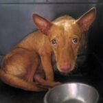 Podenco Maneto Guerita, 08/2020, ca. 35 cm