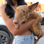 Podenco Maneto Guerita, 08/2020, ca. 35 cm