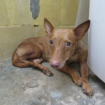 Podenco Maneto Guerita, 08/2020, ca. 35 cm