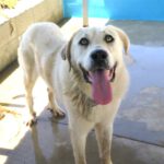 Mastin Gusano, 06/2023, ca. 70 cm