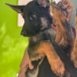 Schäferhund Hansel, 04/2025, Endgröße ca. 55- 65 cm