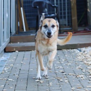 Schäferhund Mischling Tara, 01/2018, ca. 55 cm