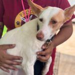 Podenco Harry Potter, 08/2023, ca. 45 cm