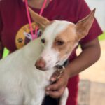 Podenco Harry Potter, 08/2023, ca. 45 cm