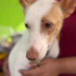 Podenco Harry Potter, 08/2023, ca. 45 cm