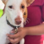 Podenco Harry Potter, 08/2023, ca. 45 cm