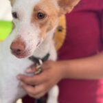 Podenco Harry Potter, 08/2023, ca. 45 cm