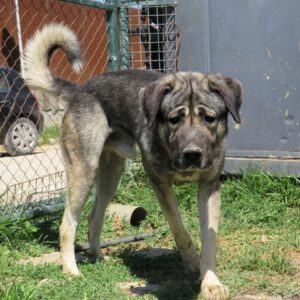 Mastin Hercules, 04/2023, ca. 70 cm