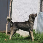 Mastin Hercules, 04/2023, ca. 70 cm