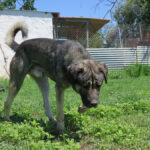 Mastin Hercules, 04/2023, ca. 70 cm