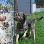 Mastin Hercules, 04/2023, ca. 70 cm