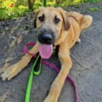 Mischling Jax, 03/2025, Endgröße ca. 50- 55 cm, 63633 Birstein