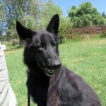 Schäferhund Mischling King, 07/2022, ca. 65 cm