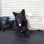 Schäferhund Mischling King, 07/2022, ca. 65 cm