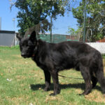 Schäferhund Mischling King, 07/2022, ca. 65 cm