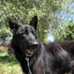 Schäferhund Mischling King, 07/2022, ca. 65 cm