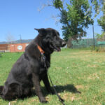 Schäferhund Mischling King, 07/2022, ca. 65 cm
