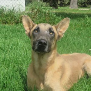 Malinois Mischling Teide, 01/2023, ca. 65 cm