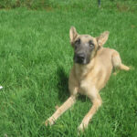 Malinois Mischling Teide, 01/2023, ca. 65 cm