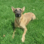 Malinois Mischling Teide, 01/2023, ca. 65 cm