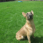 Malinois Mischling Teide, 01/2023, ca. 65 cm