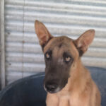 Malinois Mischling Teide, 01/2023, ca. 65 cm