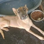 Malinois Mischling Teide, 01/2023, ca. 65 cm