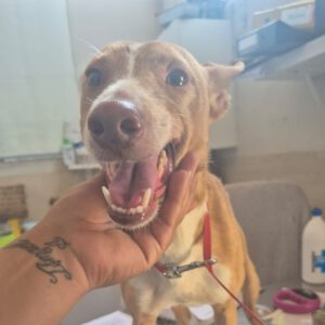 Podenco Kiwi, 03/2023, ca. 45 cm