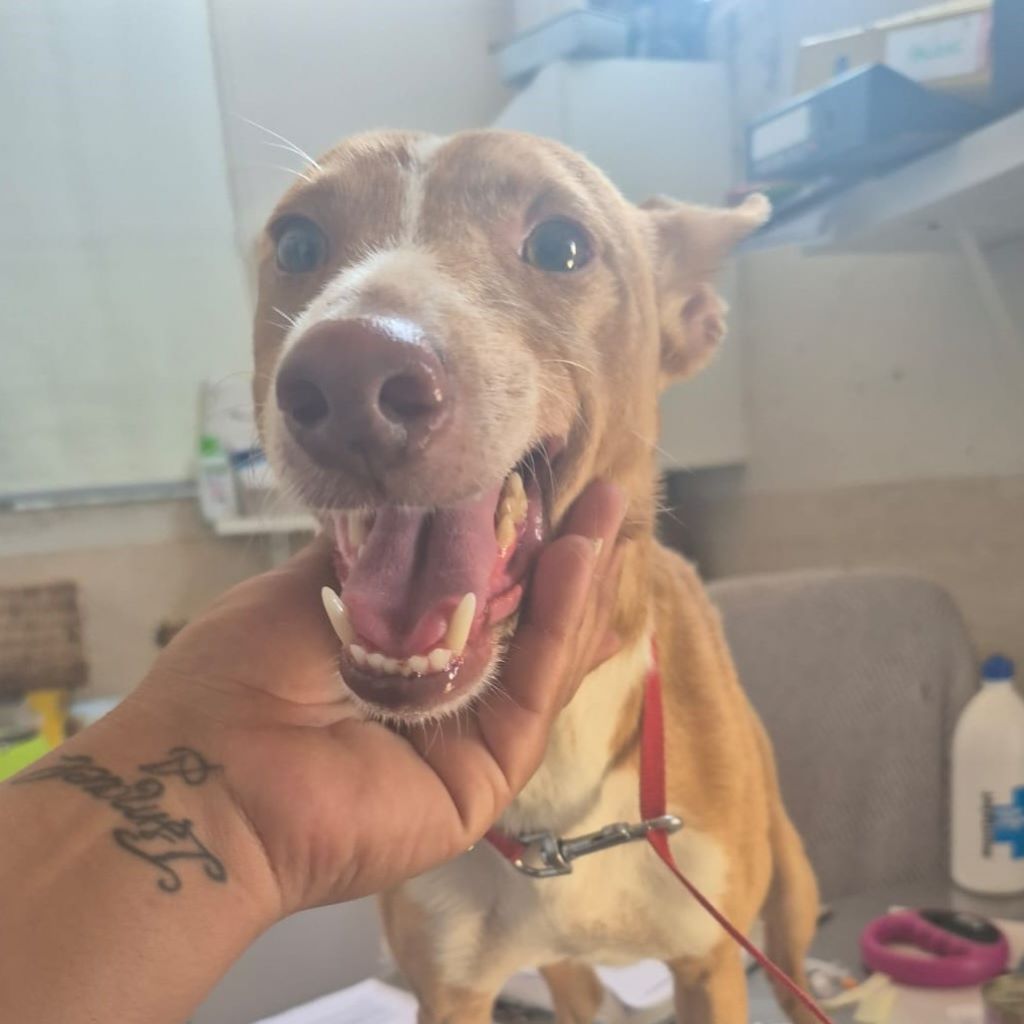 Podenco Kiwi, 03/2023, ca. 45 cm