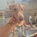 Podenco Kiwi, 03/2023, ca. 45 cm